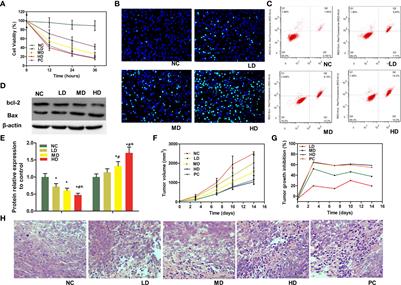 Wenzi Jiedu Recipe ameliorates colorectal cancer by remodeling the gut microbiota and tumor microenvironment